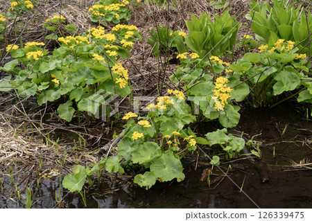 早春森林野花 早春森林野花 126339475