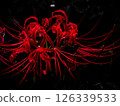 Red spider lily appearing on a black background 126339533