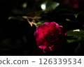 red camellia flower 126339534