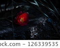 Camellia flower 126339535