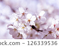 Sakura taking spring sunlight 126339536