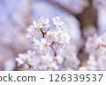 Cherry blossoms in full bloom 126339537
