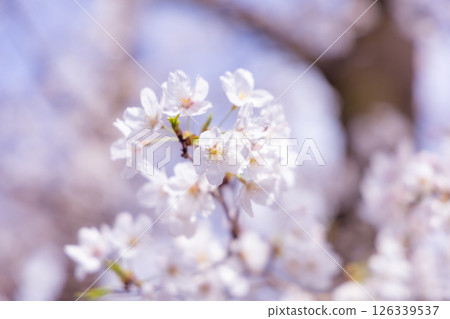 盛開的櫻花 126339537