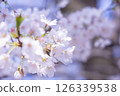 Cherry blossom 126339538