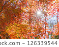 The sun peeking through the autumn leaves 126339544