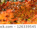 Momiji who changed leaves 126339545