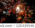 Maple leaves rising in the sun 126339546