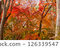 Autumn leaves trees 126339547