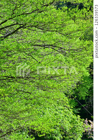 Fresh greenery of trees shining all over the place, near Chichibu Kogen Ranch, Higashichichibu Village 126339573