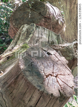 Sunlight shines on the surface of the Tree stump through the gaps between branches and leaves. 126339645