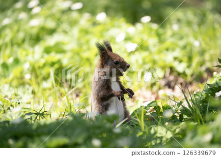 Early spring wildflower forest 126339679