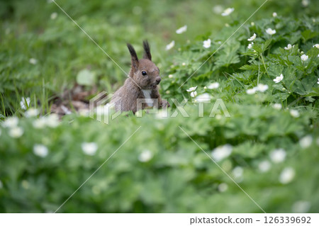 Early spring wildflower forest 126339692