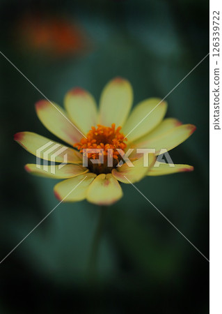 A single yellow zinnia flower 126339722