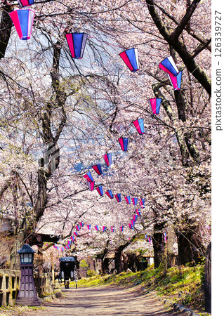 Scenery with cherry blossoms 126339727