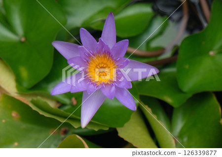 purple lotus flower purple lotus flower 126339877