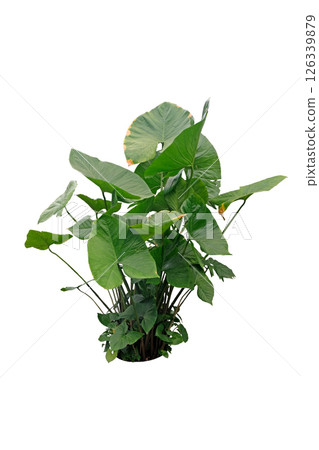 Three Giant Taro plant Three Giant Taro plant 126339879