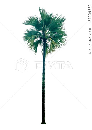 Palm tree Palm tree 126339883