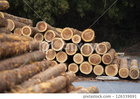 The harvested tree 126339891