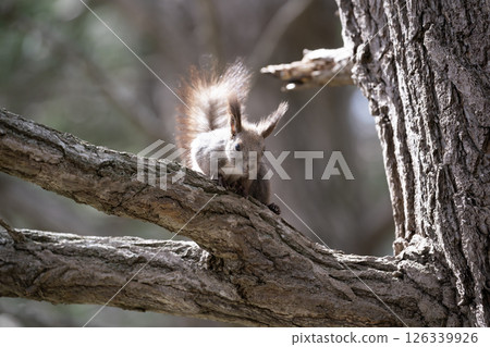 Early spring in the Hokkaido squirrel forest Early spring in the Hokkaido squirrel forest 126339926