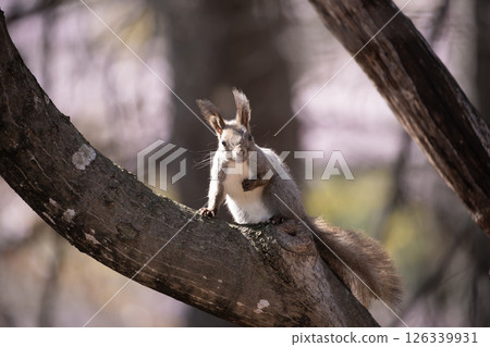 Early spring in the Hokkaido squirrel forest 126339931