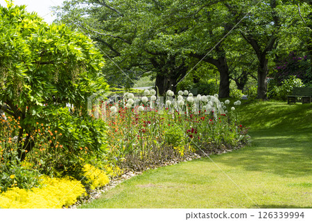Hamamatsu Flower Park (May) Flowers in Smile Garden 126339994
