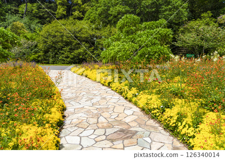 Hamamatsu Flower Park (May) Flowers in Smile Garden 126340014