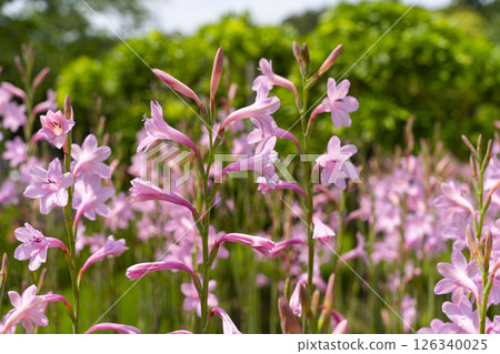 Hamamatsu Flower Park (May) Flowers in Smile Garden 126340025
