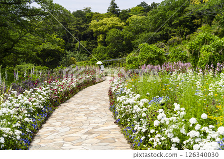 濱松花卉公園（5月）微笑花園的花朵 126340030