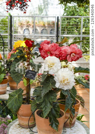 濱松花卉公園(5月)球根秋海棠 濱松花卉公園(5月)球根秋海棠 126340046