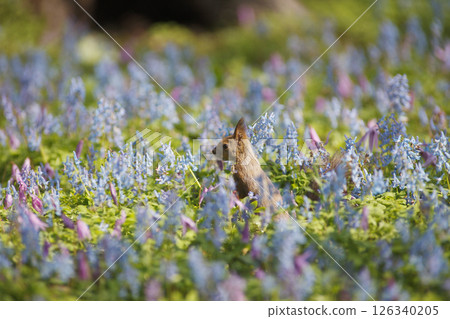 Corydalis ambigua and Ezo squirrel 126340205