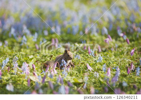 Corydalis ambigua and Ezo squirrel 126340211
