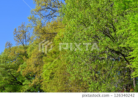 東秩父村秩父高原牧場附近一片綠意盎然的樹林 126340242