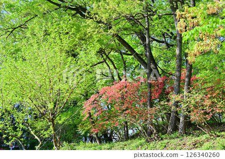 紅色的杜鵑花在森林的鮮綠中格外醒目。秩父高原牧場附近、東秩父村。 126340260