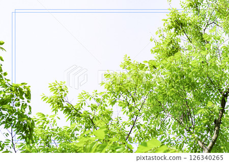 新鮮綠色框架_白色背景邊框 126340265