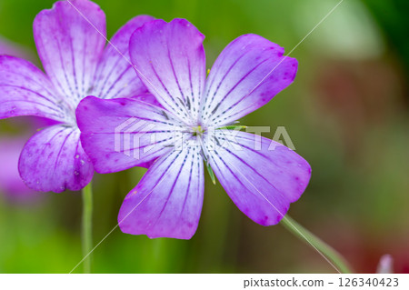 pretty flowers pretty flowers 126340423