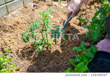 A woman planting cherry tomatoes in her vegetable garden 126340507