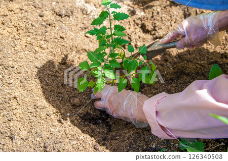 一位婦女在自家菜園種植櫻桃番茄 一位婦女在自家菜園種植櫻桃番茄 126340508