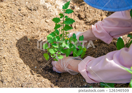 A woman planting cherry tomatoes in her vegetable garden 126340509