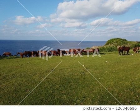 沖繩 與那國島 離島 日本最西端 與那國島 馬 馬 沖繩 沖繩 與那國島 離島 日本最西端 與那國島 馬 馬 沖繩 126340686