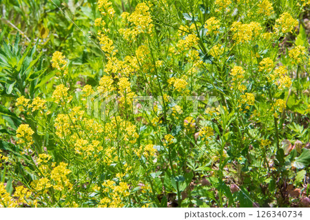 Yellow small flowers Yellow small flowers 126340734