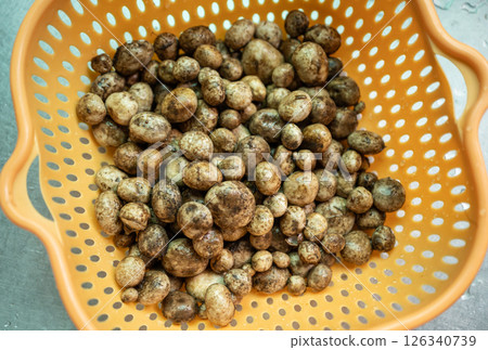 Puff ball mushroom (other named is Earthstars mushroom) after soak in cool water to remove any dirt and insects. Puff ball mushroom (other named is Earthstars mushroom) after soak in cool water to remove any dirt and insects. 126340739