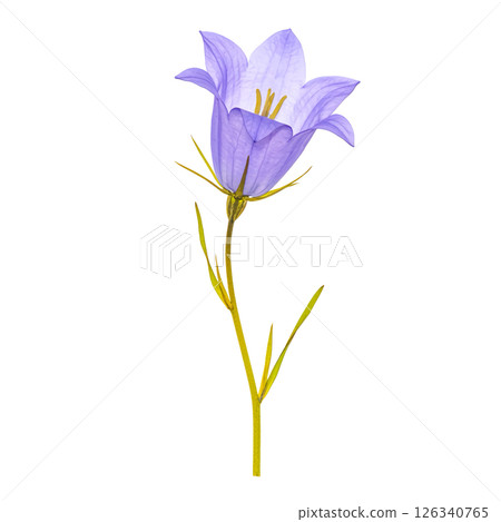 壓花背景透明素材 126340765