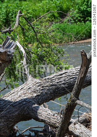 Driftwood on the riverbank Driftwood on the riverbank 126341067