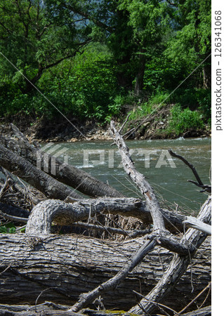 河岸上的浮木 126341068