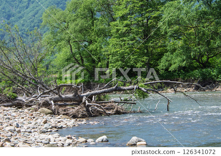 Driftwood on the riverbank 126341072