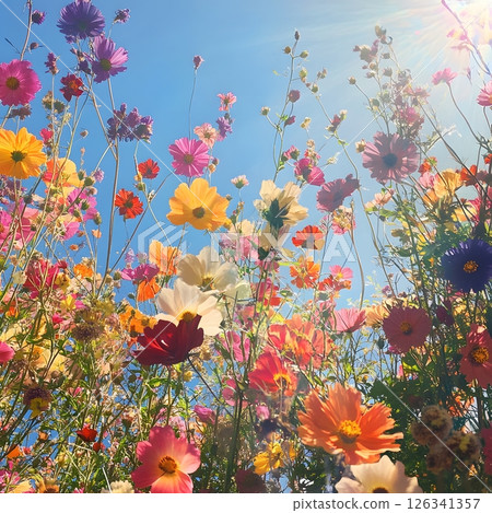 Vibrant Flower Field Under Blue Sky Vibrant Flower Field Under Blue Sky 126341357