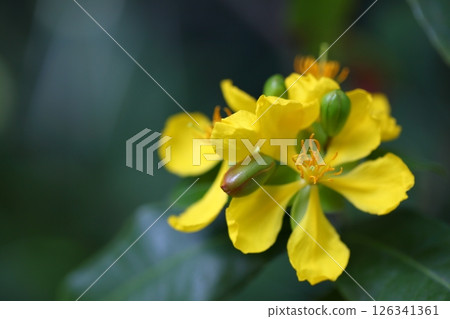 Okuna · Serrata flowers 126341361