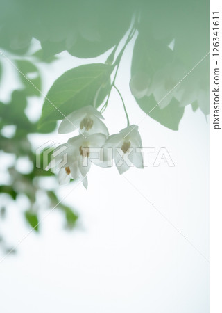 White flowers of the snowbell tree blooming in May [Spring] [Early summer] 126341611