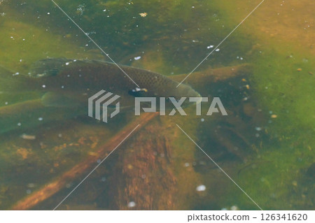 The shadow of a bluegill fish approaching the water surface The shadow of a bluegill fish approaching the water surface 126341620