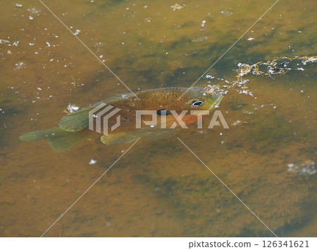 藍鰓魚的影子正在接近水面 藍鰓魚的影子正在接近水面 126341621